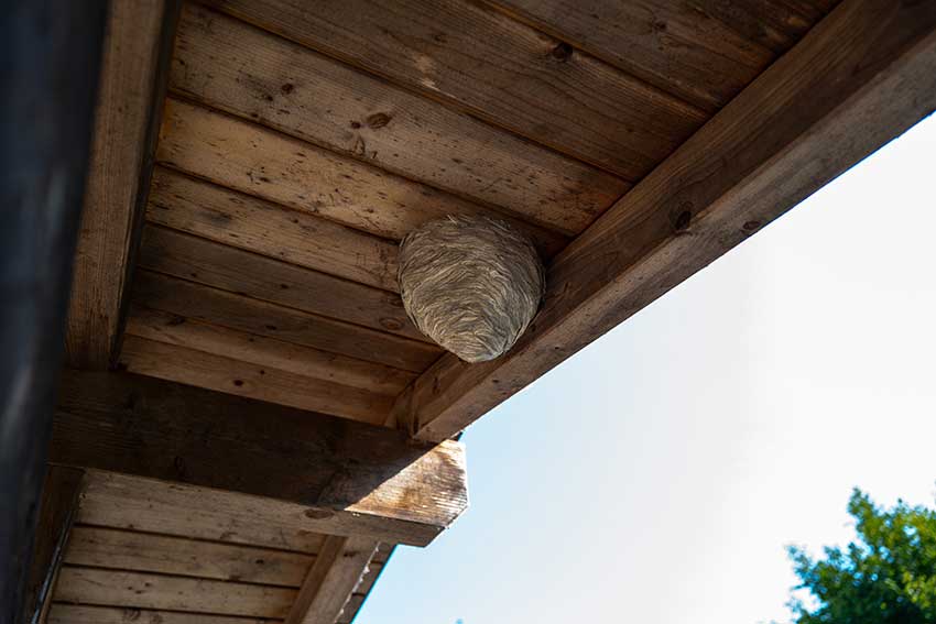 Wasps Nest in Roof