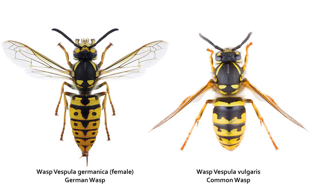 Vespula germanica vs Vespula vulgaris