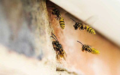 Effective Wasp Control: Protecting Your Home & Business from Stings & Nests