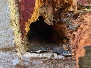 rodent damage