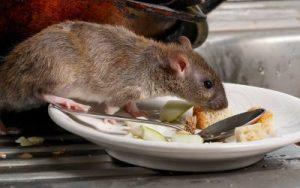 rodents in winter