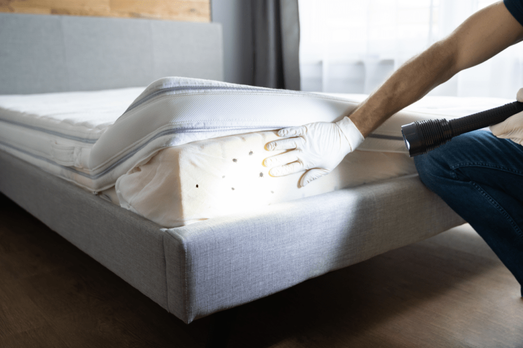 Bed Bug Inspection & Treatment