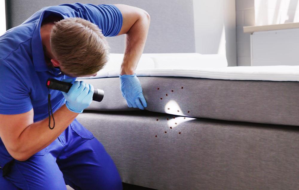 Bed Bug Prevention & Treatment