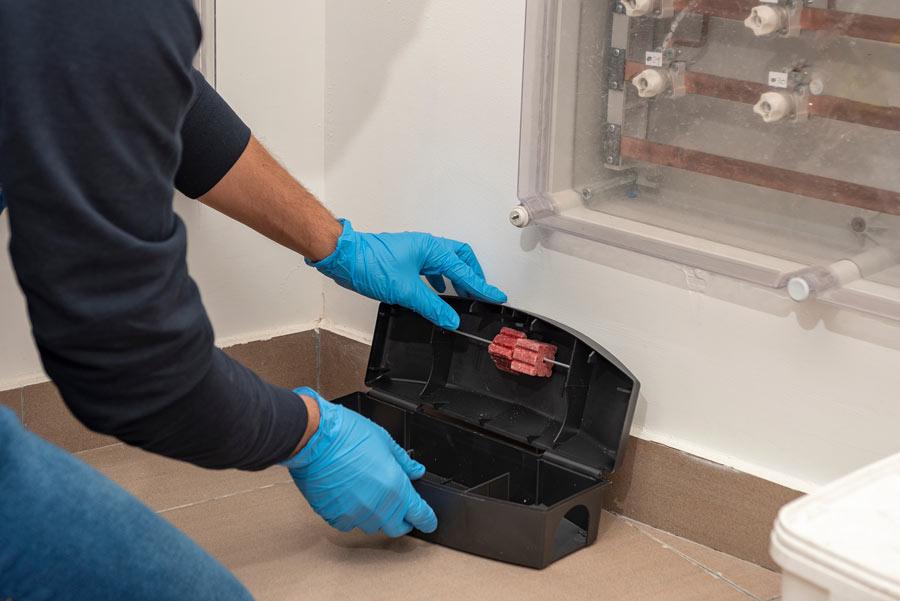 Pest Control Servicing