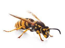 Wasp
