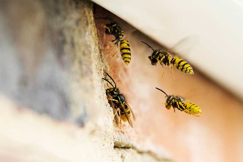 wasps entrance