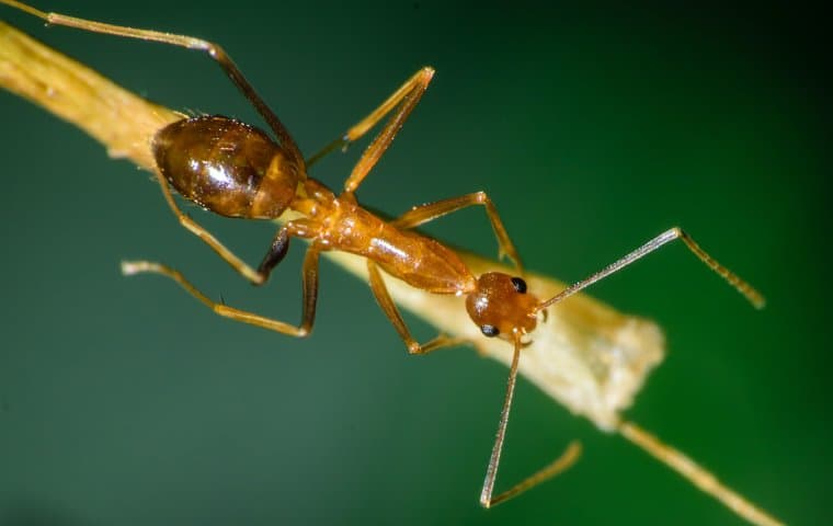Pharaoh Ants