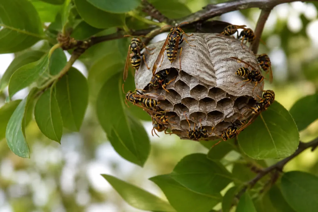 Wasp nest among green leaves