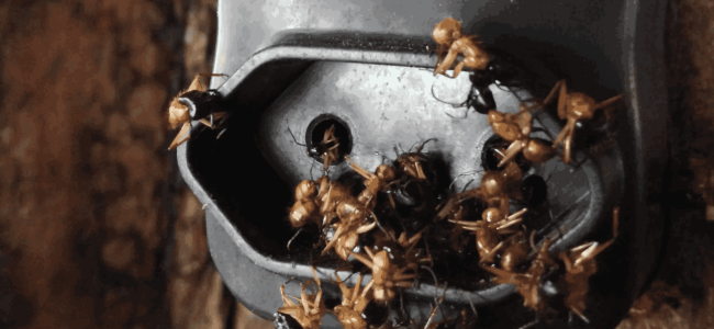 Pharaoh Ant Treatment